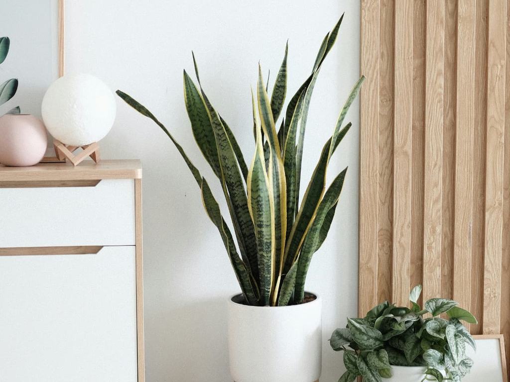 Rent interiør med treverk og planter